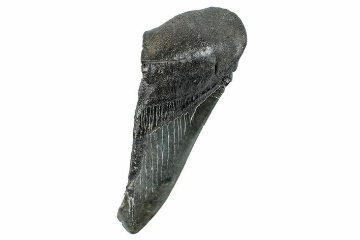 Partial Fossil Megalodon Tooth - South Carolina #277435